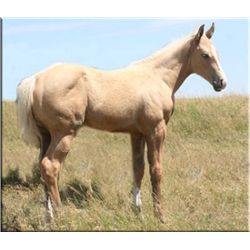 Fire Fox Vanzi (pending) - 2011 Palomino AQHA Filly