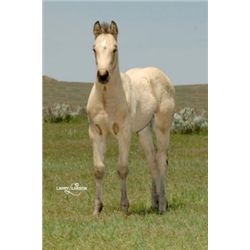 Frenchmans Stella (pending) - 2011 BU AQHA Filly
