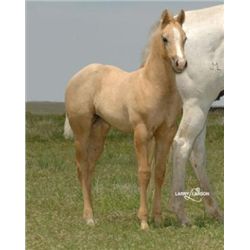 Fair Frenchgirl (pending) - 2011 GR AQHA Filly