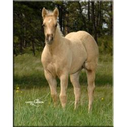 Too French For You (pending) - 2011 Palomino AQHA Filly