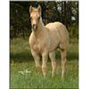 Image 1 : Too French For You (pending) - 2011 Palomino AQHA Filly
