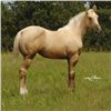 Image 2 : Too French For You (pending) - 2011 Palomino AQHA Filly