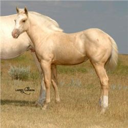 Streakin Frenchgirl (pending) - 2011 Palomino AQHA Filly