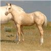 Image 1 : Streakin Frenchgirl (pending) - 2011 Palomino AQHA Filly