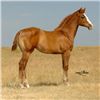 Image 1 : Spicee French Lady (pending) - 2011 SO AQHA Filly