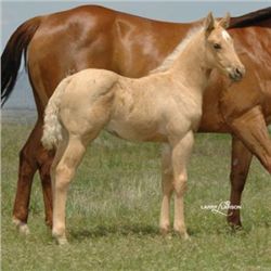 All Around Frenchman (pending) - 2011 Palomino AQHA Stud Colt