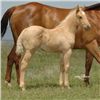 Image 2 : All Around Frenchman (pending) - 2011 Palomino AQHA Stud Colt