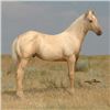 Image 3 : All Around Frenchman (pending) - 2011 Palomino AQHA Stud Colt