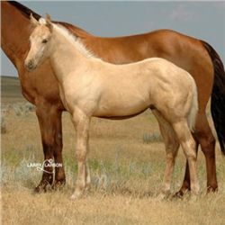 Favorite Frenchman (pending) - 2011 Palomino AQHA Stud Colt