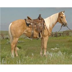 Sooner Be French - 09 Palomino AQHA Mare