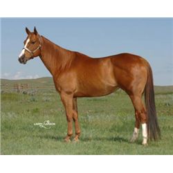 Frenchmans Gypsy - 01 SO AQHA Mare