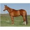 Image 1 : Frenchmans Gypsy - 01 SO AQHA Mare
