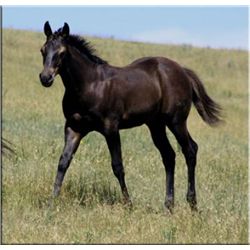Tough N Fast (pending) - 2011 Black AQHA Stud Colt