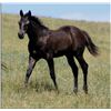 Image 1 : Tough N Fast (pending) - 2011 Black AQHA Stud Colt