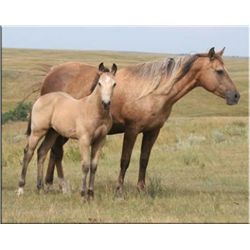 Tough San Cisco (pending) - 2011 BU AQHA Stud Colt