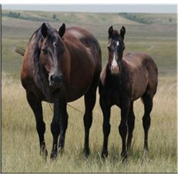 Tough San Charge (pending) - 2011 Black AQHA Stud Colt