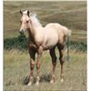 Image 1 : Tough Dr Nick (pending) - 2011 Palomino AQHA Stud Colt