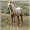 Image 2 : Tough Dr Nick (pending) - 2011 Palomino AQHA Stud Colt