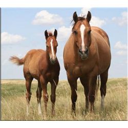 Tough As Otoe (pending) - 2011 SO AQHA Stud Colt