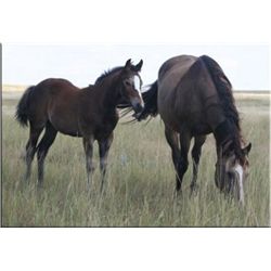 Tough Miss Princess (pending) - 2011 Brown AQHA Filly
