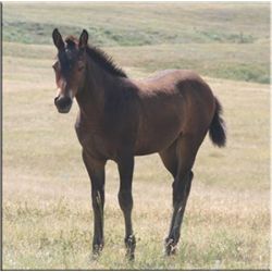 Tough Miss Eff (pending) - 2011 Brown AQHA Filly