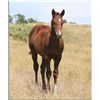 Image 1 : Sugar Leo Redwood (pending) - 2011 Chestnut AQHA Stud Colt