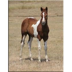 Easy Sugar Leo (pending) - 2011 Sorrel Tobiano APHA Stud Colt