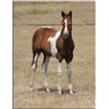 Image 1 : Easy Sugar Leo (pending) - 2011 Sorrel Tobiano APHA Stud Colt