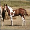 Image 2 : Easy Sugar Leo (pending) - 2011 Sorrel Tobiano APHA Stud Colt