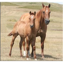 Sugar Leo Delight (pending) - 2011 Red Dun AQHA Filly