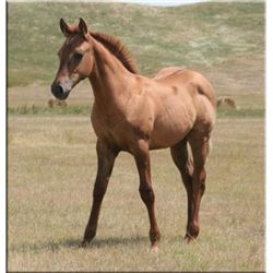 Sugar Leo Dancer (pending) - 2011 Red Dun AQHA Filly