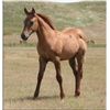Image 1 : Sugar Leo Dancer (pending) - 2011 Red Dun AQHA Filly