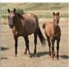 Image 2 : Sugar Leo Dancer (pending) - 2011 Red Dun AQHA Filly