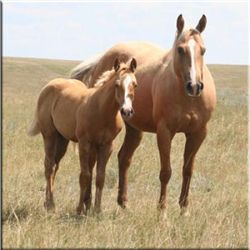 Sugar Leo Debby (pending) - 2011 Palomino AQHA Filly
