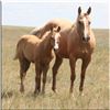 Image 1 : Sugar Leo Debby (pending) - 2011 Palomino AQHA Filly