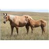 Image 2 : Sugar Leo Debby (pending) - 2011 Palomino AQHA Filly
