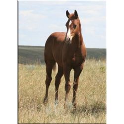 Sugar Leo Julie (pending) - 2011 SO AQHA Filly