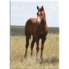 Image 1 : Sugar Leo Julie (pending) - 2011 SO AQHA Filly