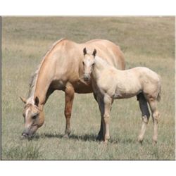 Playboy Redwood (pending) - 2011 Palomino AQHA Stud Colt