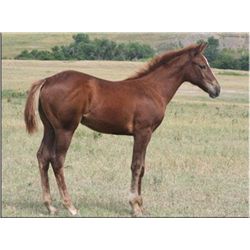 Playgirl Lady CJ (pending) - 2011 Chestnut AQHA Filly