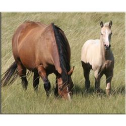 Playgirl Frost (pending) - 2011 Palomino AQHA Filly