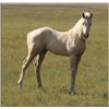Image 2 : Playgirl Frost (pending) - 2011 Palomino AQHA Filly