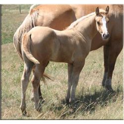 Flit Dr Firewater (pending) - 2011 Palomino AQHA Stud Colt