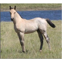 Flit Miss Honor (pending) - 2011 BU AQHA Filly