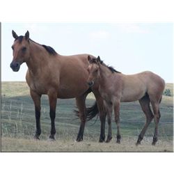 Flit Miss Jamie (pending) - 2011 Dun AQHA Filly