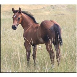 Flit Miss Glitter  - 2011 Brown AQHA Filly