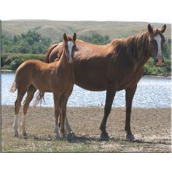 Flit Mi Way (pending) - 2011 SO AQHA Filly