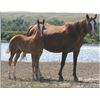 Image 1 : Flit Mi Way (pending) - 2011 SO AQHA Filly