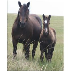 Firewater Cisco (pending) - 2011 BU AQHA Stud Colt