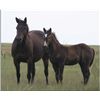 Image 2 : Firewater Cisco (pending) - 2011 BU AQHA Stud Colt